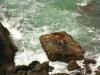 lounging sea lions
